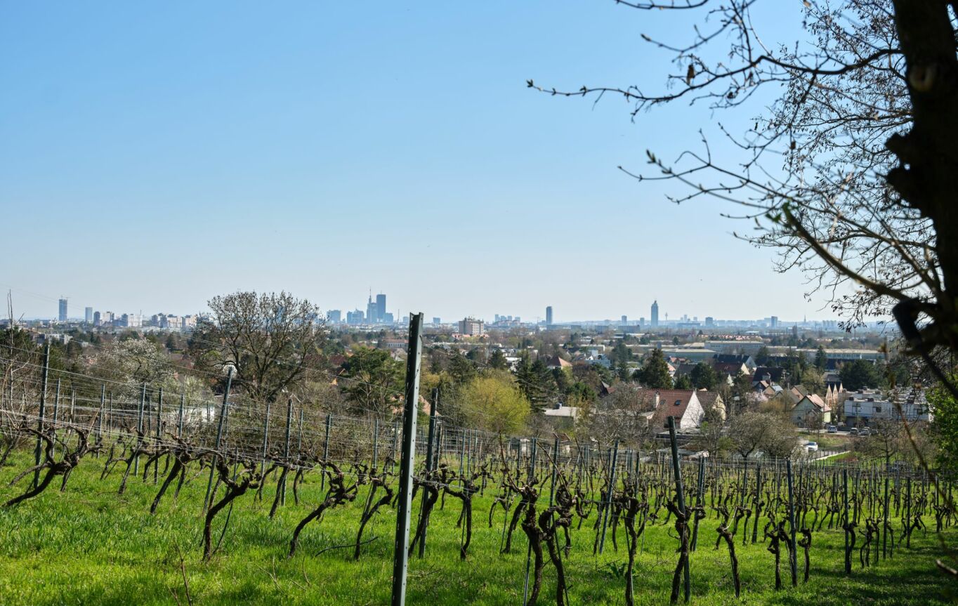 Weingarten Weingarten