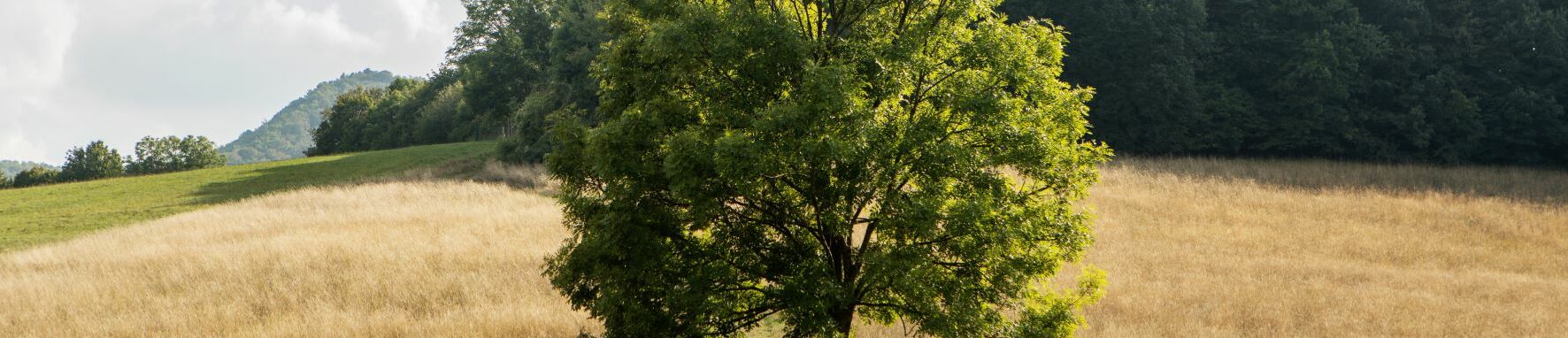Kaltenleutgeben Baum_quer Kaltenleutgeben Baum_quer