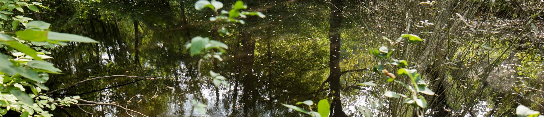 Kaltenleutgeben_Wasser_gün