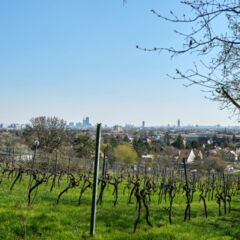 Weingarten 