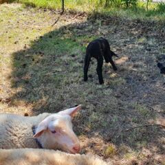 Lichtblickhof Tiere