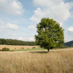 Baum_Kaleu quer Baum_Kaleu quer
