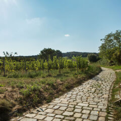 Weinwanderweg Weinwanderweg