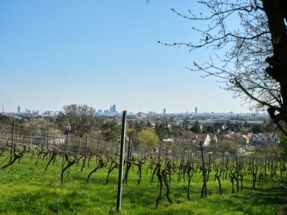 Weingarten Weingarten