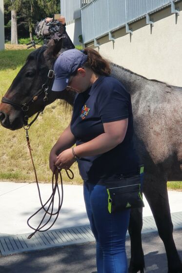 Lichtblickhof Pferd Lichtblickhof Pferd