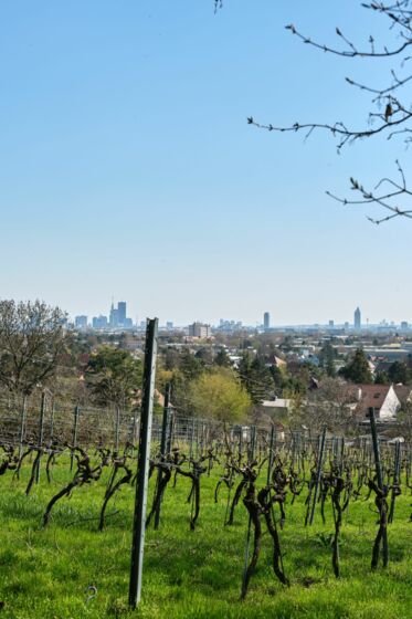Weingarten 