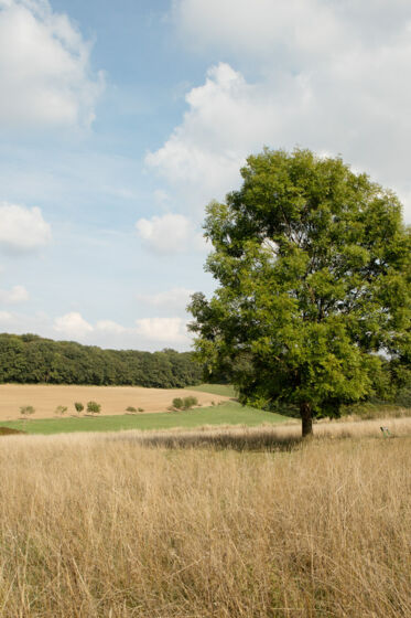 Baum_Kaleu quer Baum_Kaleu quer