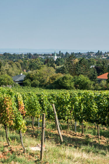 Weingarten Weingarten