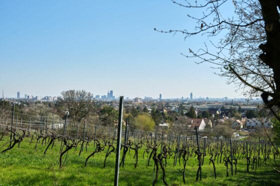 Weingarten 