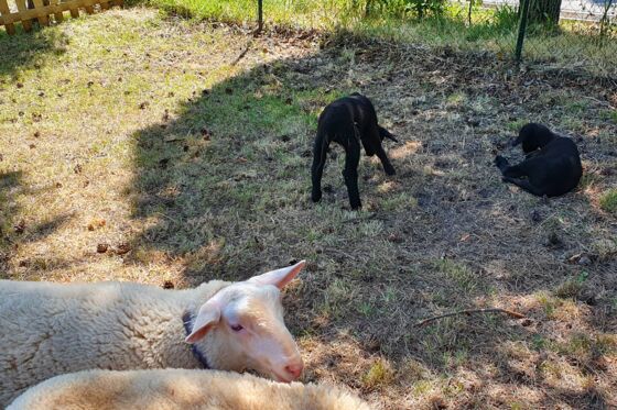 Lichtblickhof Tiere