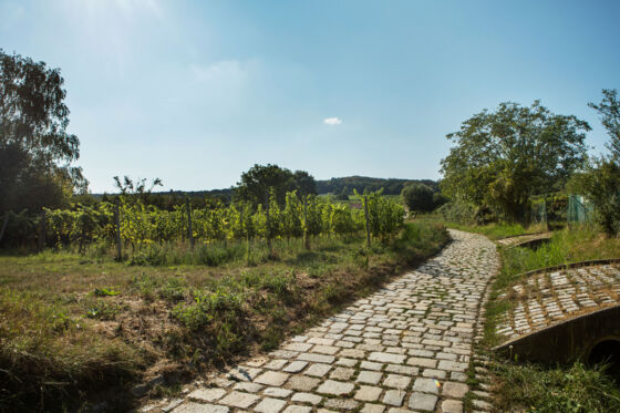 Weinwanderweg 