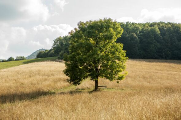 Kaltenleutgeben Baum_quer