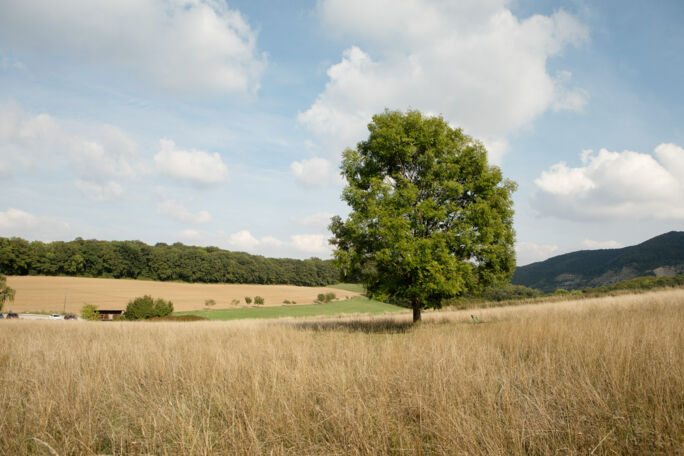 Baum_Kaleu quer